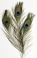 Peacock Feathers - 12 Pack Assortments 35 to 40" in length 4521