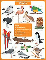 Science Chartlets Birds [CD6388]