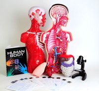 Exploring the Human Body Teacher's Guide/Lab Materials AEP-157