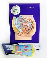 Female Reproductive Model Activity Set Grade5-12 AEP 2661