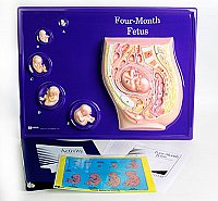 Fetus Model Activity Set, Four Month Grade 6-12 AEP2662