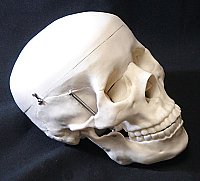 Plastic Skull ModelAEP 7-1391