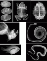 Animal X-Rays [R5910]