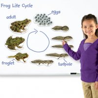 Giant Magnetic Frog Life Cycle LER 6041