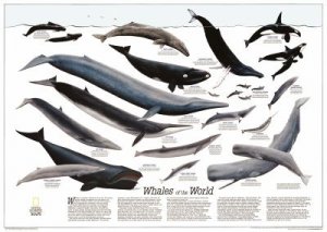 Whales of The World