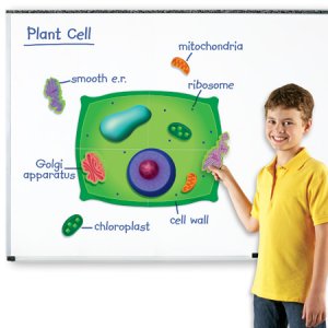 Giant Magnetic Plant Cell LER 6038