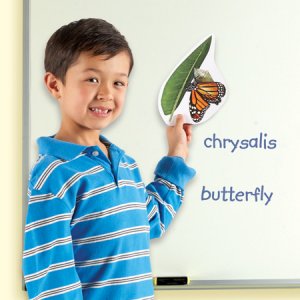 Giant Magnetic Butterfly Life Cycle LER 6043