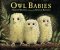 Owl Babies [CA12832]