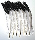 Imitation Eagle Quill Feathers - 12 Pcs CK-4512