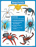 Science Chartlets Arachnids [CD6383]