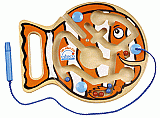 Go-Fish-Go Maze [ED2450]