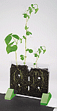 Sprout & Grow Window [EI5101]
