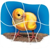 How a Chick Hatches Wooden Layered Puzzle A15-ID99051 