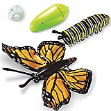 Inflatable Butterfly Life Cycle  LER 1801