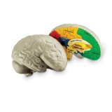 Soft Foam Cross-Section Human Brain Model LER 1903