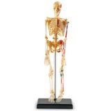 Human Skeleton Model LER 3337