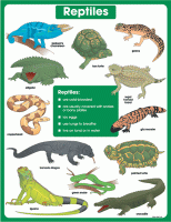 Reptiles [CD6391]