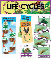 Mini Bulletin Boards Life Cycles 52 pieces [CTP1764]