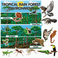 Mini Bulletin Boards Tropical Rain Forest Environment[CTP1766]