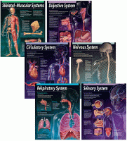 Human Body Chartlet Pack [CTP5715]