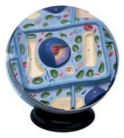 Plant Cell Model only Grades: 5 - 12 AEP-2056