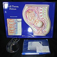 Full Term Fetus Model Activity Set AEP-2663