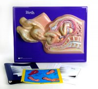 Birth Model Activity Set 2664