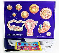 Cell To Embryo Model Activity Set AEP -2666