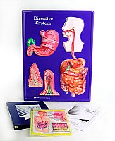 Digestive System Model Activity Set Grades: 3 - 12  Product ID