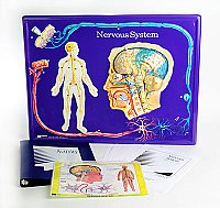 Nervous System Model Activity Se tGrades: 3 - 12 AEP2674