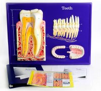 Tooth Model Activity Set Grades: 3 - 12 	  AEP - 2676