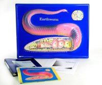 Earthworm Model Activity Set Grades: 5 - 12 AEP2756