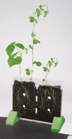 Sprout & Grow Window [EI5101]