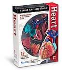 Heart Anatomy Model  LER 3334