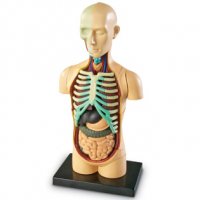 Human Body Anatomy Model  LER 3336