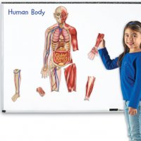 Double-Sided Magnetic Human Body LER 6044