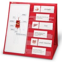 Human Body Magnetic Tabletop Pocket Chart LER 6505