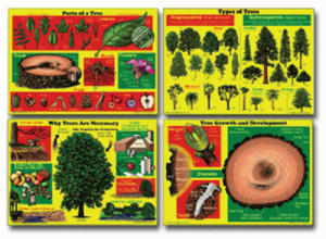 Understanding Trees Bulletin Board Set [CD1923]