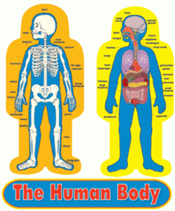 Child-Size Human Body Bulletin Board Set [CD3215]