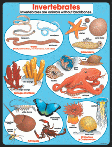 Science Chartlets Invertebrates [CD6385]