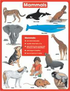 Science Chartlets Mammals [CD6390]