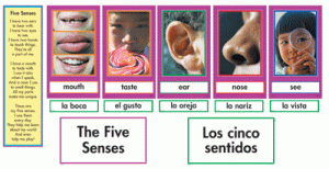 Mini Bulletin Boards The Five Senses [CTP1459]