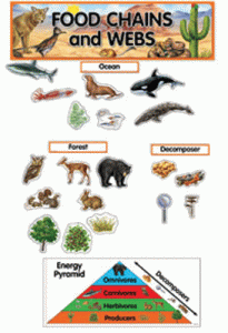 Mini Bulletin Board Sets Food Chains and Webs [CTP1767]