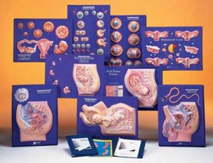 Human Reproduction Master Set/9 Grade 5-12 AEP2614