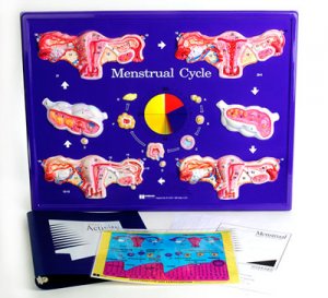 Menstrual Cycle Model Activity Set Grade 5-12 AEP266