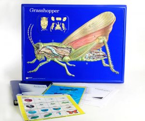 Grasshopper Model Activity Set Grades: 5 - 12 AEP-2753