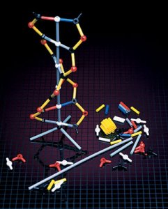 DNA Model Kit - Single Grades: 7 - 12 AEP- R-DNA1