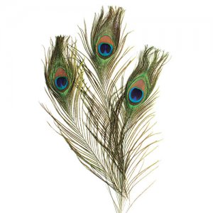 Peacock Feathers 12 pcs CK-4515