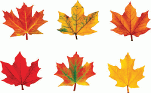 Mini Accents Variety Pack Maple Leaves [T10836]