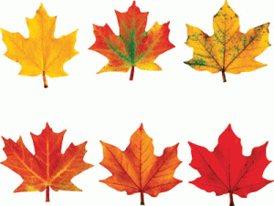 Classic Accents Variety Pack Maple Leaves [T10958]